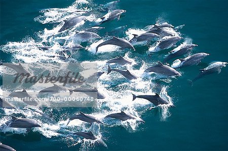 Group of dolphins jumping on the water Stock Photo