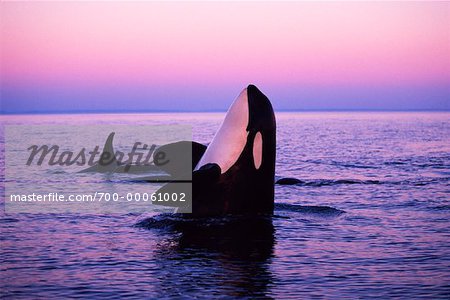 orca sunset