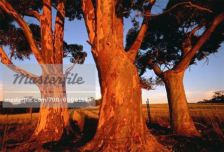 Trees and Farmland The Barossa Valley South Australia, Australia