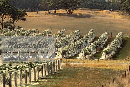 Netted Grape Vines at Henschke Wines, Barossa Valley, Australia