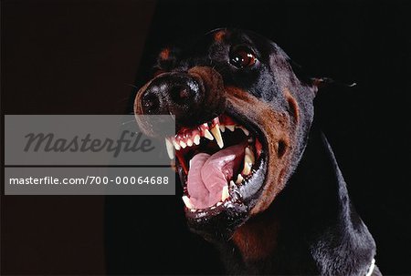 Ferocious doberman hot sale