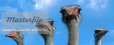 Portrait of Four Ostriches and Sky