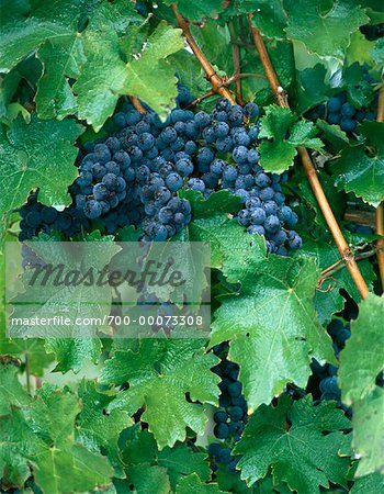 Close-Up of Grapes on Vine Ontario, Canada