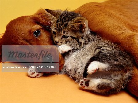 Irish Setter Puppy Lying on Floor With Kitten