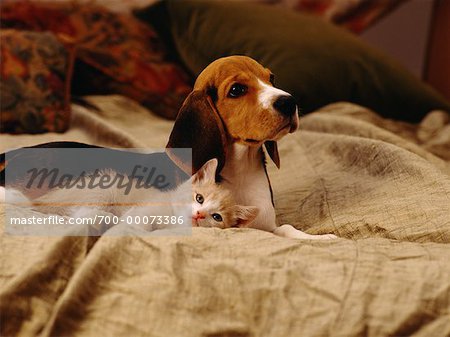 Beagle Puppy Lying on Blanket With Kitten