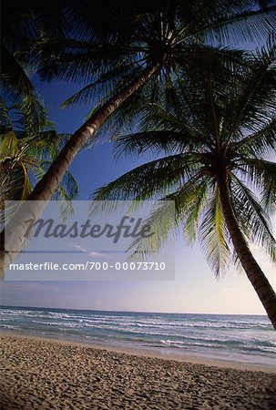 View of Palm Trees, Beach and Ocean, Margarita Island Venezuela