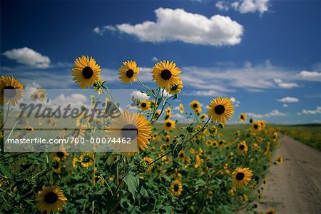 Sunflower Field, Road and Sky, Nebraska Sand Hills, Nebraska, USA