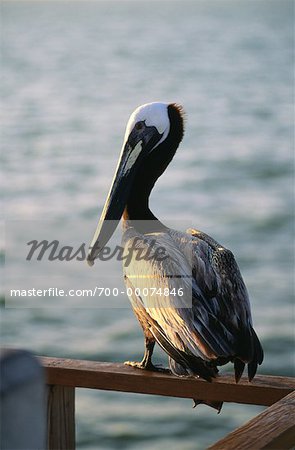 Pelican on Railing near Water Florida, USA