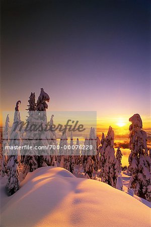 Snow Covered Trees and Landscape At Sunset, Coast Mountains British Columbia, Canada