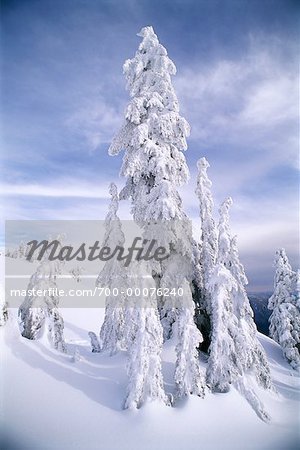 Snow Covered Trees and Landscape Coast Mountains British Columbia, Canada