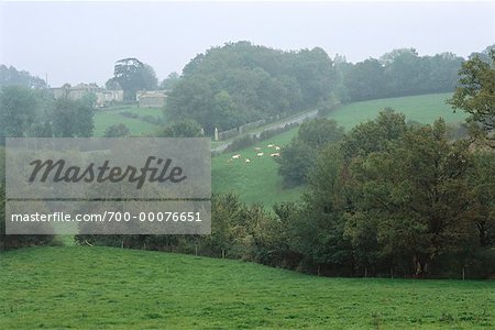 Overview of Landscape with Horses In Field Near Atlantic Coast, France