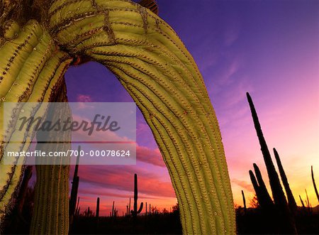 Saguaro Cactus at Dusk Saguaro National Park Arizona, USA