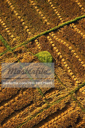 Aerial View of Rice Field Si Satchanalai, Thailand