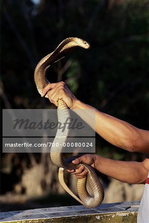 Person Handling Cobra at Snake Farm in Klong Sanam Chai Bangkok, Thailand