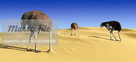 Ostriches with Heads in Sand In Desert