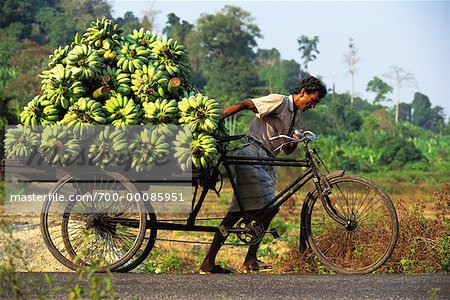 Man with Load of Banannas on Bike Havelock Island Andaman Islands