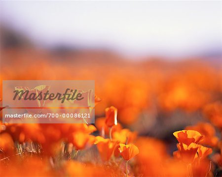 Close-Up of Golden Poppies at Poppy Reserve California, USA