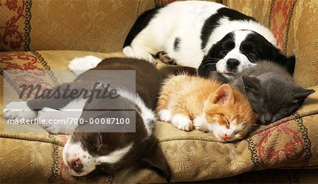 kittens and puppies sleeping together