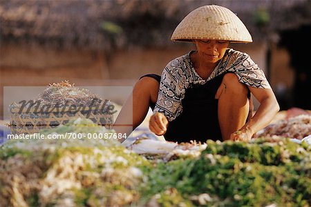 Seaweed Cultivation Nusa Lembongan, Bali, Indonesia