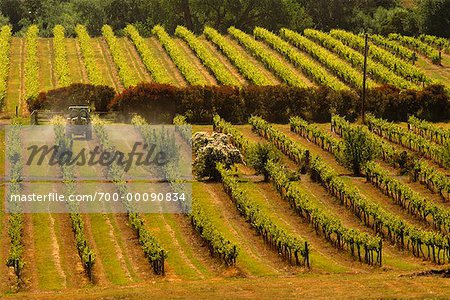 Craiglee Vineyard, Australia