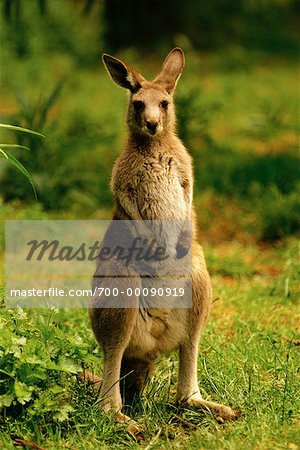 Kangaroo