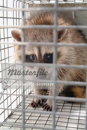 Raccoon in Cage