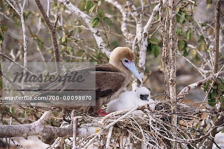 Red-footed Booby and Chick