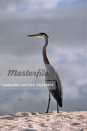 Great Blue Heron