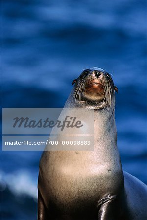 Sea Lion