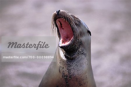 Sea Lion Sea Lion