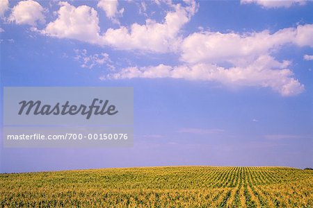 Corn Field