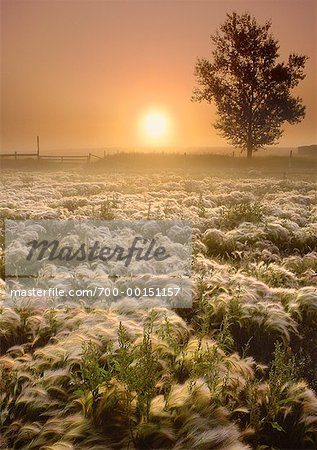 Field and Tree at Sunrise