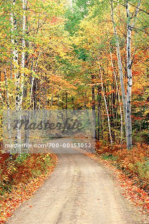 Road Through Forest in Autumn