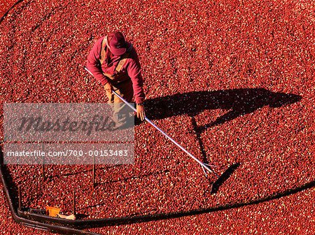 Harvesting Cranberries