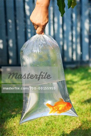 Hand Holding Goldfish in Plastic Bag - Stock Photo - Masterfile