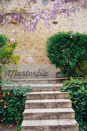 Wisteria over Stairway