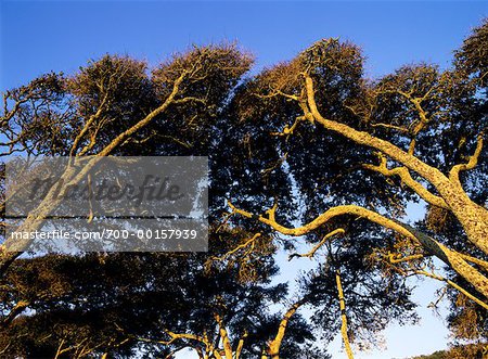 Oak Trees in Myrtle Beach State Park, South Carolina, USA