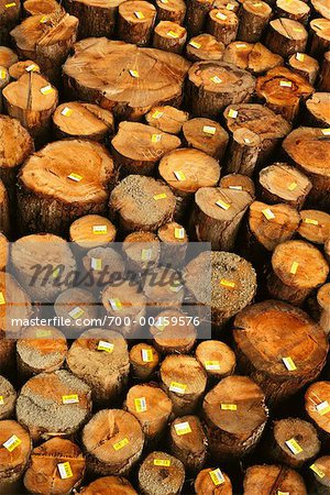 Logs for Export