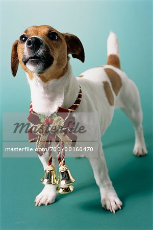 Dog Wearing Christmas Ornaments