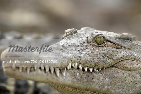 Close-Up of a Crocodile Zapata Wetlands, Cuba