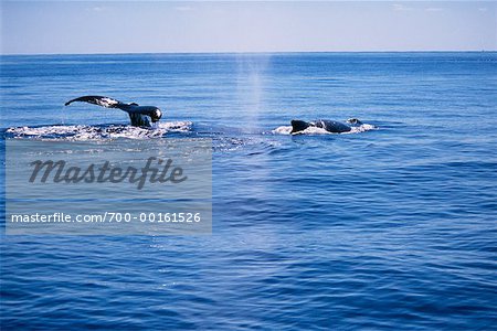 Humpback Whales