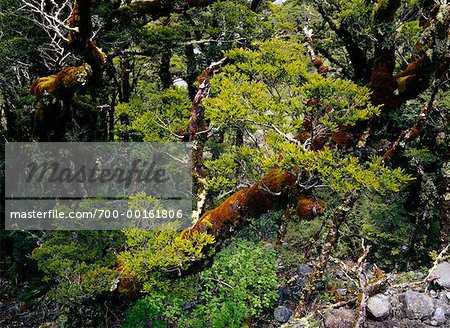Lichen Covered Beech Trees Fiordland National Park South Island, New Zealand