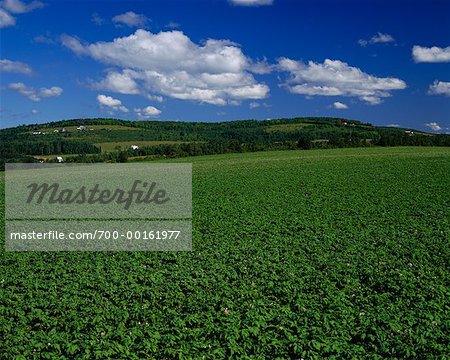 Potato Field