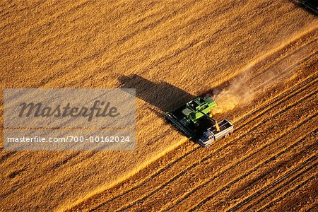 Wheat Harvest