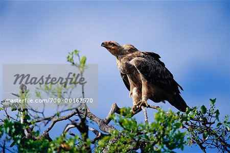 Tawny Eagle