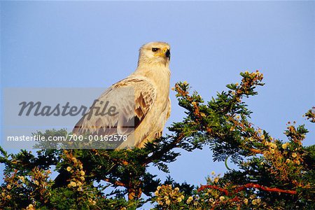 Tawny Eagle in Tree
