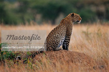 Leopard Sitting on Mound