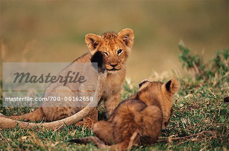 Lion Cubs