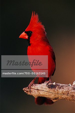 Northern Cardinal Rio Grande Valley, Texas, USA