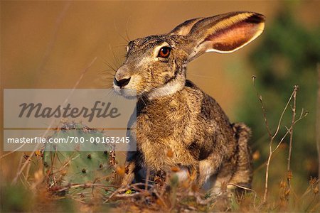 Ralls, TX - World's Largest Jackrabbit